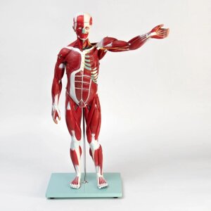 Макет "Тело человека, мышцы, внутренние органы", разборный 78см