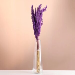 Набор сухоцветов "Камыш", банч длина 65 (6 см), фиолетовый
