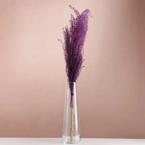 Набор сухоцветов "Мискантус", банч 3-5 шт, длина 60 (6 см), фиолетовый