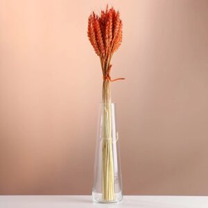 Набор сухоцветов "Пшеница", банч 35-40 шт, длина 55-65 (6 см), оранжевый