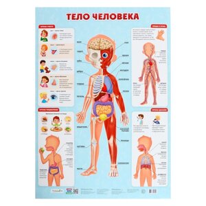 Плакат дидактический «Тело человека», 45 64 см