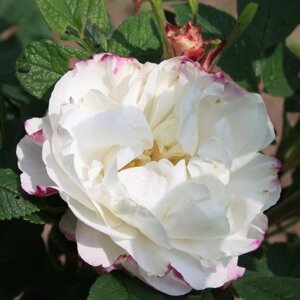 Роза канадская парковая Луиза Багнет, C3,5 горшок, Н25-45 высота, 1 шт, Лето 2024