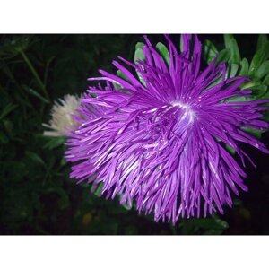 Семена Астра "Гремлин", темно-фиолетовая