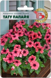 Катарантус розовый (Винка) Тату Папайя 8 шт