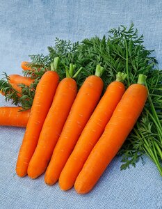 Морковь Дордонь F1 0,5 гр цв. п.