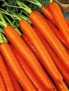 Морковь Колорит F1 (УД) 1,5 гр цв. п.