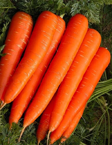 Морковь Лонге Роте 2 гр б. п. КЭШБЭК 25%