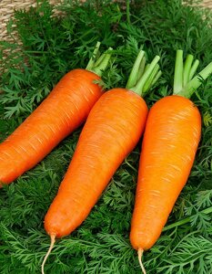 Морковь Шантенэ 2461 2 гр б. п.
