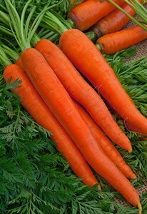 Морковь Витаминная 6 2 гр б. п