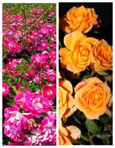Набор роз "Цветущие миры" 2 саженца