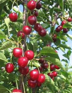 Вишня Игрицкая (Prunus cerasus) 1 шт