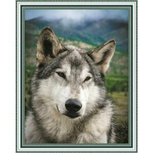 Алмазная мозаика на подрамнике (картина стразами) 40х50 Портрет волка