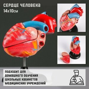 Макет "Сердце человека" 14*10см