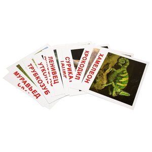 Набор карточек Вундеркинд с пелёнок Экзотические животные 19.5x16.5 см 20 шт.