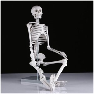 Набор Сима-ленд Скелет человека 85см, белый