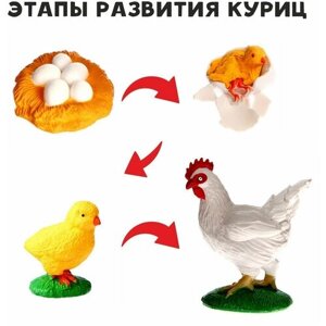 Обучающий набор "Этапы развития куриц", 4 фигурки