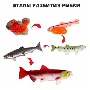 Обучающий набор «Этапы развития рыбки» 5 фигурок