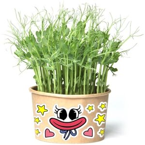 Зеленям Кисси - Мисси (игрушка травянчик со съедобными гороховыми кудряшками) минисад - свежая зелень