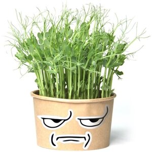 Зеленям Мем - Хмурый (игрушка травянчик со съедобными гороховыми кудряшками) минисад - свежая зелень