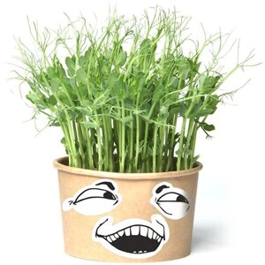 Зеленям Мем (игрушка травянчик со съедобными гороховыми кудряшками) минисад - свежая зелень