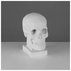 Гипсовая фигура череп (слепок с натурального), 19 х 14 х 25 см