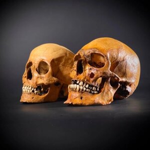 Анатомический череп человека мужской + анатомический череп человека женский