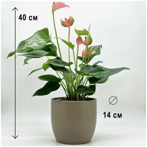 Антуриум Джоли персиковый в пластиковом серо-коричневом кашпо, высота композиции 35-45см