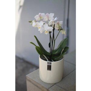 Белая орхидея мини в кашпо