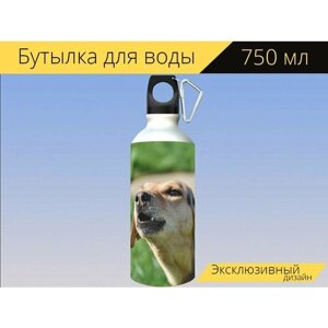 Бутылка фляга для воды "Собака, гибридный, собака смешанной породы" 750 мл. с карабином и принтом