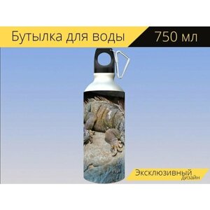 Бутылка фляга для воды "Ящерицы, террариум, рептилия" 750 мл. с карабином и принтом