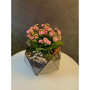Цветущее каланхоэ, стеклянный флорариум, кашпо Икосаэдр
