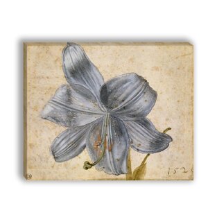 Картина для интерьера "Эскиз лилии", художник Дюрер, Альбрехт, печать на холсте (50х41 см / на подрамнике)