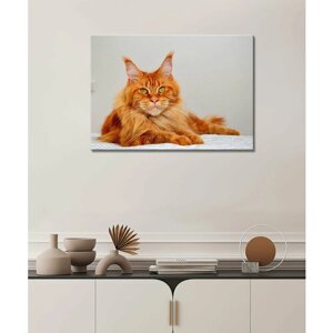 Картина - кошка, мейн-кун, домашняя кошка, ласковая кошка, кот (280) 30х40