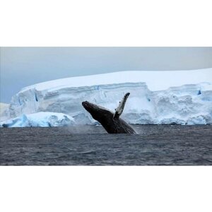 Картина на холсте 110x60 LinxOne "Антарктида океан кит" интерьерная для дома / на стену / на кухню / с подрамником