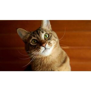 Картина на холсте 110x60 LinxOne "Кошак кот рыжий котэ морда" интерьерная для дома / на стену / на кухню / с подрамником
