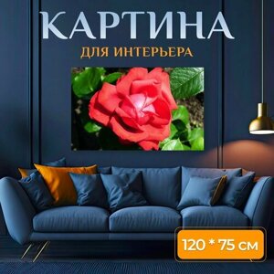 Картина на холсте "Роуз, красный, цветок" на подрамнике 120х75 см. для интерьера
