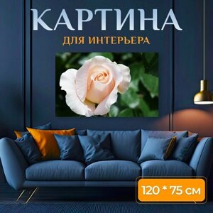 Картина на холсте "Роза, цветок, блум" на подрамнике 120х75 см. для интерьера