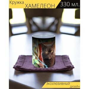 Кружка хамелеон с принтом "Кот, животное, британская короткошерстная кошка" 330 мл.