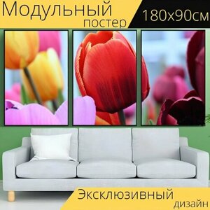Модульный постер "Тюльпан, дубай, сад" 180 x 90 см. для интерьера