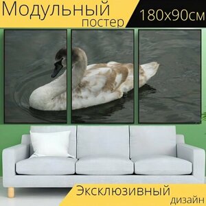 Модульный постер "Водоплавающая птица, немой лебедь, молодой лебедь" 180 x 90 см. для интерьера