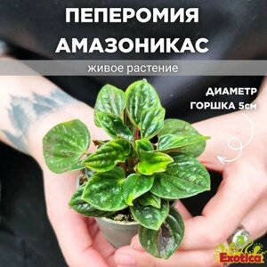 Пеперомия Амазоникас (Peperomia Amazonicas) D5см