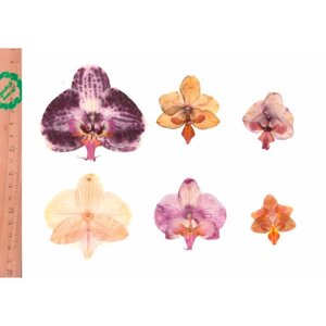 Плоские сухоцветы - Орхидея Фаленопсис микс для заливки смолой и рукоделия, 6 шт