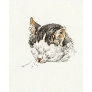 Постер / Плакат / Картина Кошки - Зажмуренная кошка 40х50 см в раме