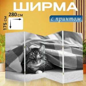 Ширма "Кошка, домашняя кошка, милый" раскладная перегородка для зонирования с принтом на холсте