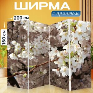 Ширма перегородка с принтом "Сакура, вишни в цвету, весна" на холсте - 200x160 см. для зонирования, раскладная