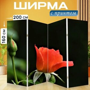 Ширма "Роза, апельсин, цветок" раскладная перегородка для зонирования с принтом на холсте