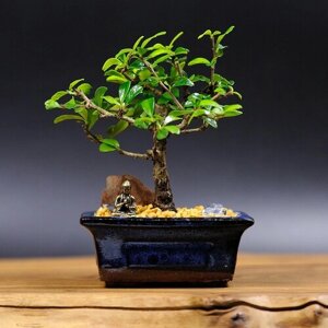 Бонсай Кармона цветущая (чайное дерево), 18см, 3 года