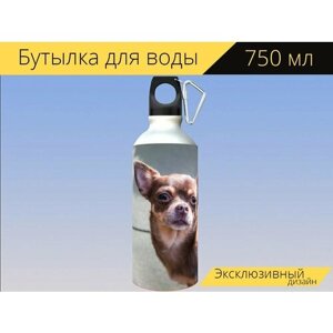 Бутылка фляга для воды "Чиуауа, собака, чивава" 750 мл. с карабином и принтом
