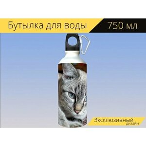 Бутылка фляга для воды "Кот, домашняя кошка, котенок" 750 мл. с карабином и принтом