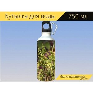 Бутылка фляга для воды "Золотой кипарис, кипарис, природа" 750 мл. с карабином и принтом